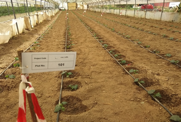 Application with drip irrigation