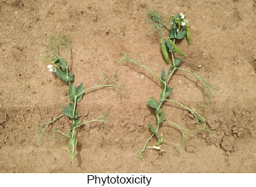  03.01.02.GEP Biological Trials. Evaluation of selectivity crop safety.01