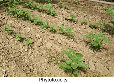  03.01.02.GEP Biological Trials. Evaluation of selectivity crop safety.02