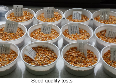  03.01.02.GEP Biological Trials. Evaluation of selectivity crop safety.06