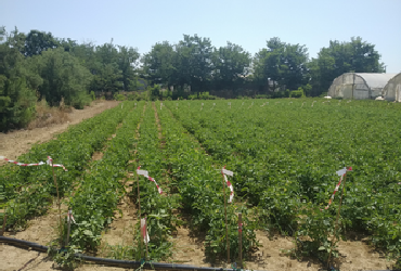 Field tomato