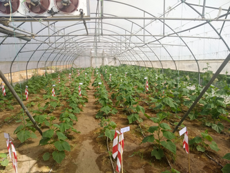 Greenhouse cucumber