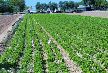 Field Lettuce