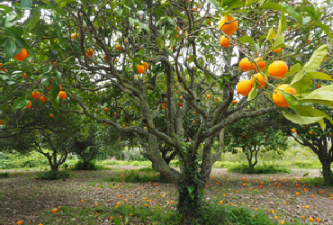 Oranges