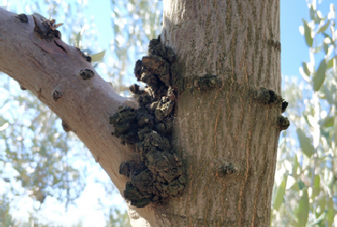 Olive knot disease (Pseudomonas savastanoi)