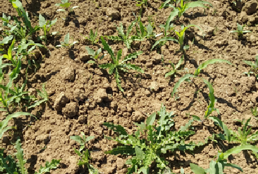 Weeds in maize