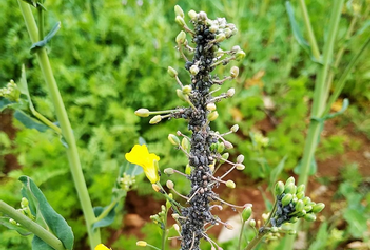 Brevicoryne brassicae