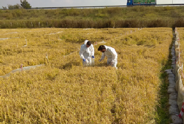 Crop harvest and yield