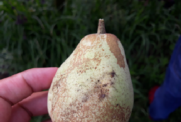 Russeting on pears