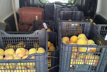 Harvest of peaches