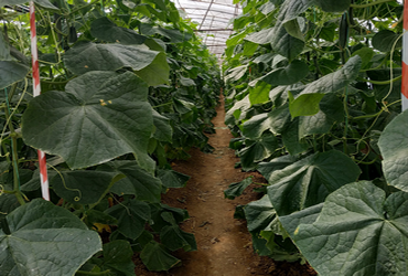 Test plot on greenhouse cucumbers