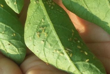 Aphids (Myzus persicae)