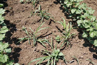 Weeds in cotton