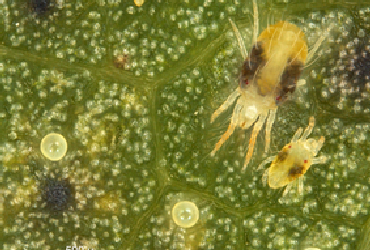 Two spotted spider mite
