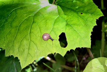 Snail on leaf